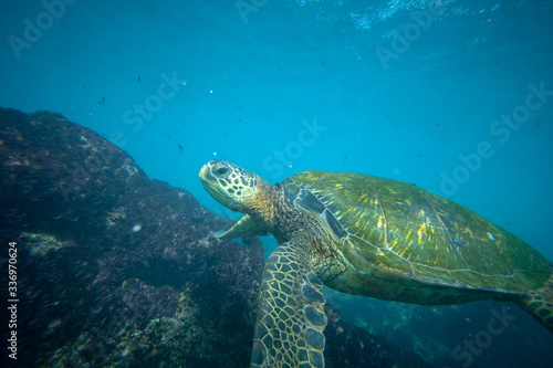 green sea turtle underwater