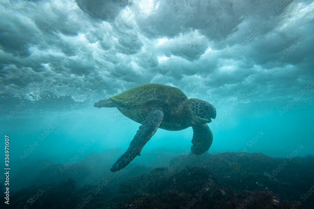 turtle swimming under waves