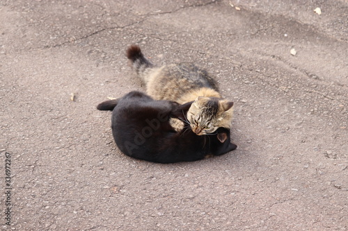 Plakat w ramie 噛みつき合う野良猫たち