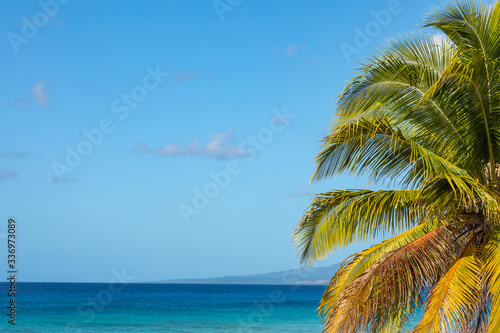 Fototapeta Naklejka Na Ścianę i Meble -  Trinidad, Cuba. Coconut on an exotic beach with palm tree entering the sea on the background of a sandy beach, azure water, and blue sky.