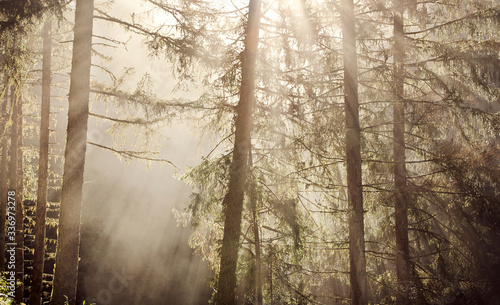 Sonnenstrahlen im Wald