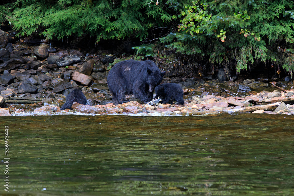 Neets Bay, Alaska / USA - August 18, 2019: Alaska black bear, Neets Bay, Alaska, USA Neets Bay, Alaska / USA - August 18, 2019: Alaska black bear, Neets Bay, Alaska, USA