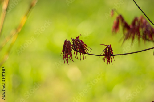 Early Spring leaves of Japanese maple tree acer palmatum shallow depth of field isolated against grass
