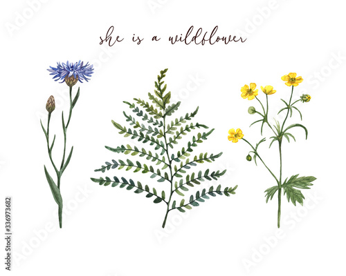 Watercolor botanical set of wildflowers, isolated on white background. Hand drawn cornflower, buttercup, forest fern. meadow flowers and herbs illustration.