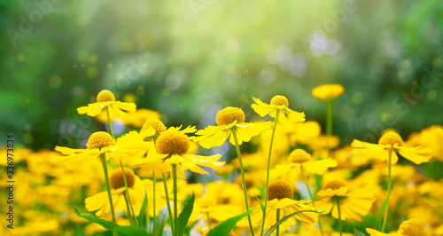 Yellow beautiful flowers in Sunny garden. Floral blurred background