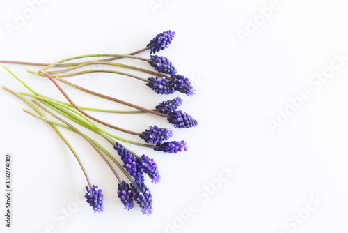 Fototapeta Naklejka Na Ścianę i Meble -  Blue Muscari flowers isolated on a white background. Lovely blue flower blooming early spring. Muscari is a genus of perennial bulbous plants.