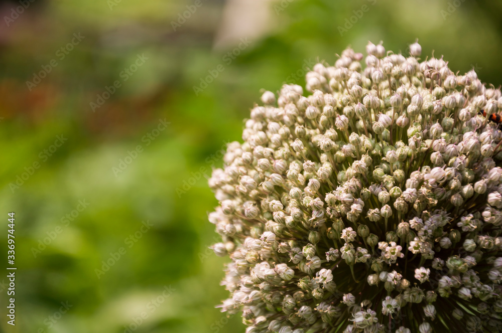Bloomig onion with much little flowers grow in the garden Bloomig onion with much little flowers grow in the garden