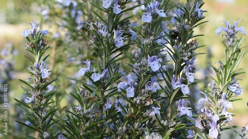 Wallpaper Mural Honey bee and branches of rosemary swinging in the wind in the garden Torontodigital.ca