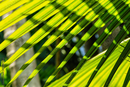 Lighting shadows effects of leaves palm