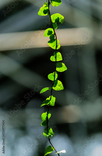 Lighting shadows green leaf nature in garden