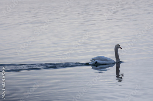 swans on a lake in early spring