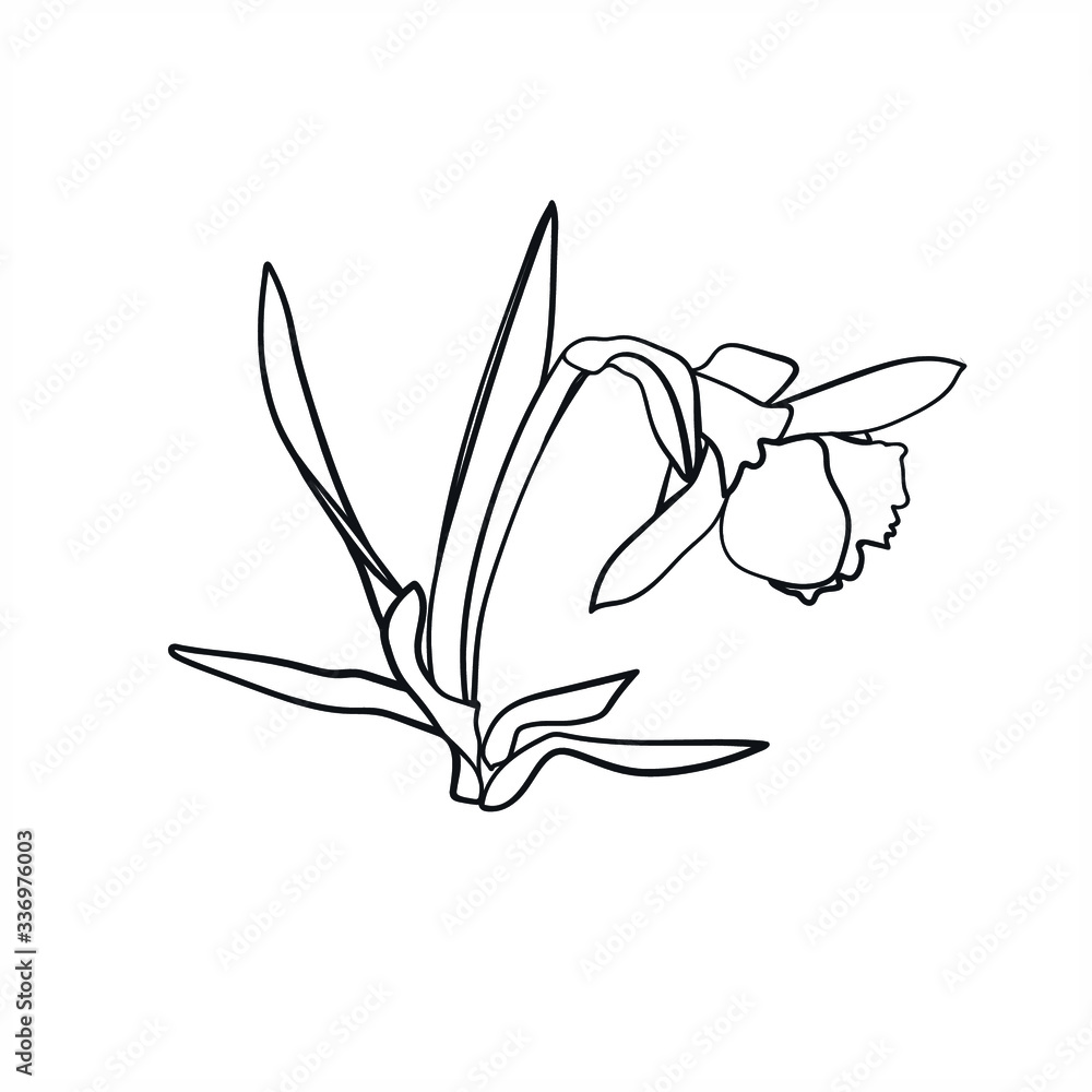 Flower -daffodil.Vector image.Illustration on white and color background. Flower -daffodil.Vector image.Illustration on white and color background.