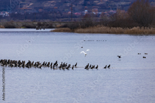 diversity of birds on a lake