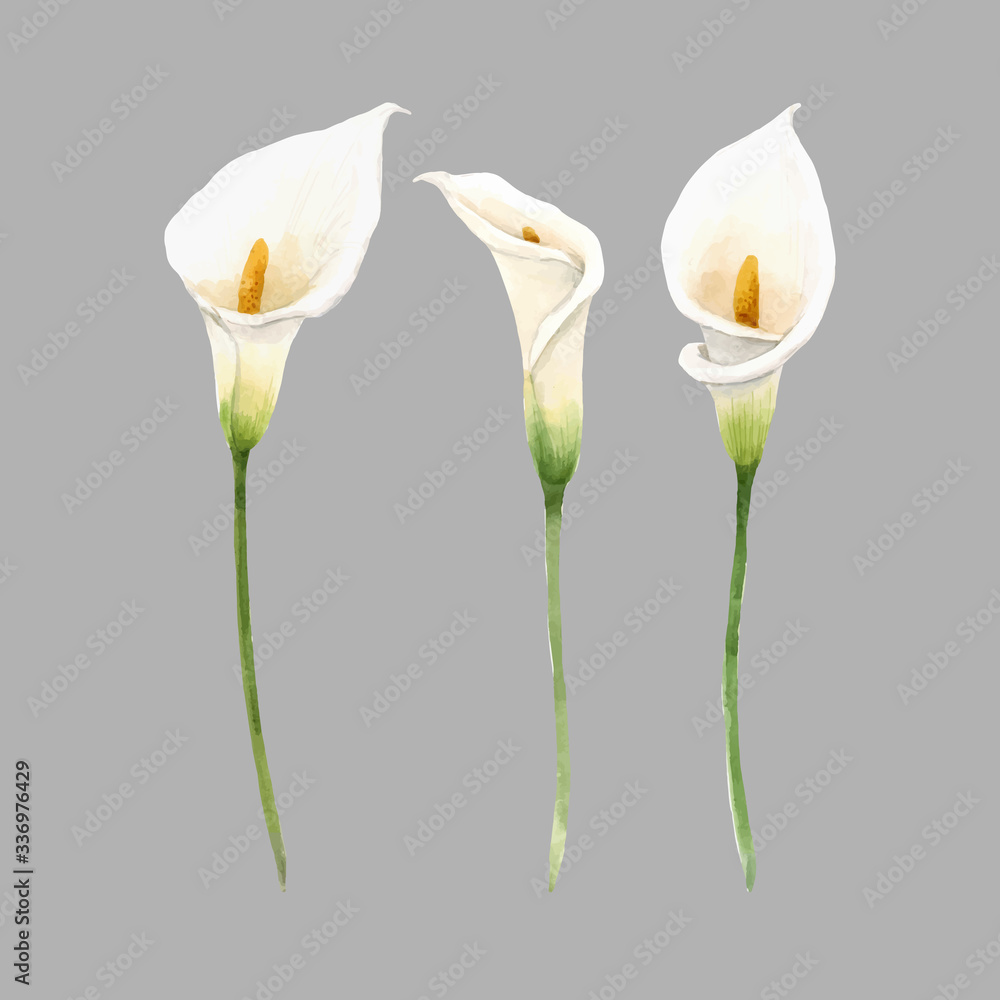 Beautiful vector watercolor floral set with white calla flowers. Stock illustration. - obrazy, fototapety, plakaty 