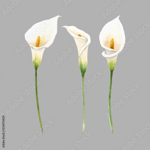 Slika na platnu Beautiful vector watercolor floral set with white calla flowers