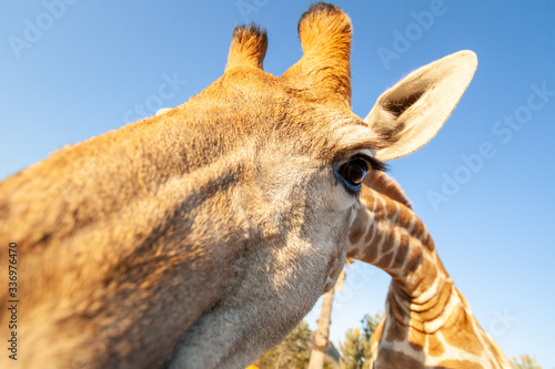 Photography giraffe close up