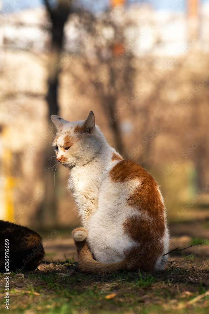 Obraz premium Full-length portrait of a cat who is shy of being photographed while he is mating