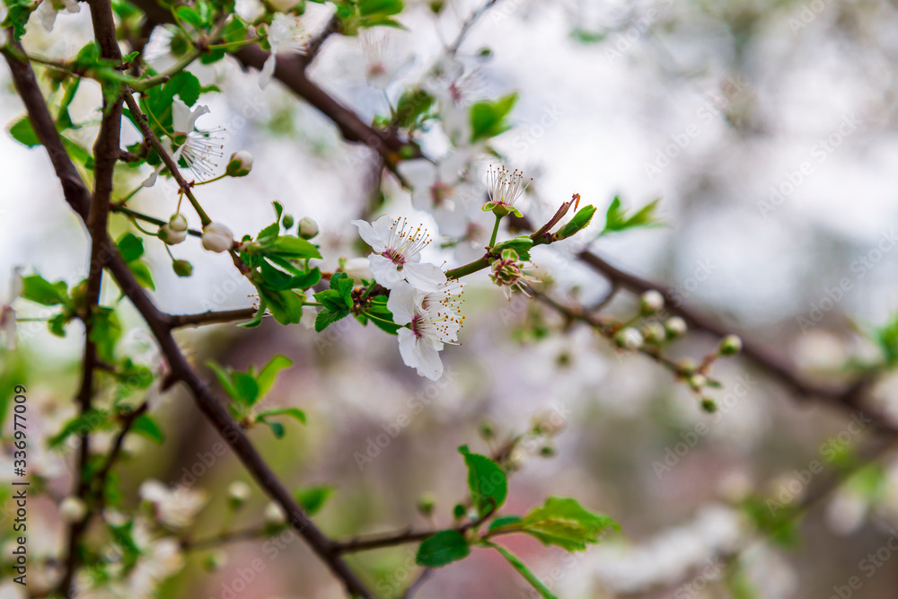 white Cherry blossoms against a blurred background. Spring blooming tree white Cherry blossoms against a blurred background. Spring blooming tree