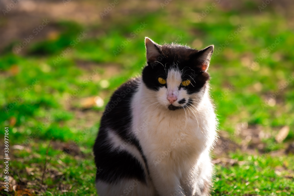 Black-white cat in a green meadow with a bright silhouette