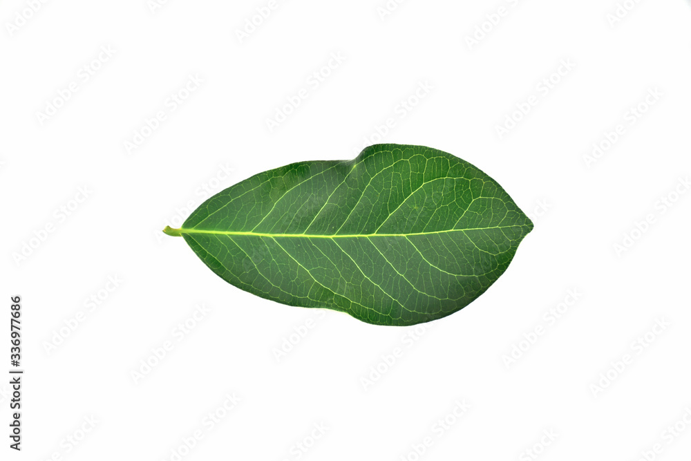 green leaf isolated green leaf isolated