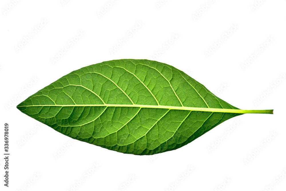 Obraz premium green leaf on white background