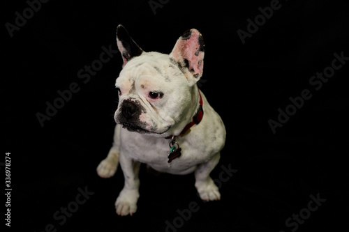 Fototapeta Naklejka Na Ścianę i Meble -  Dog French Bulldog
