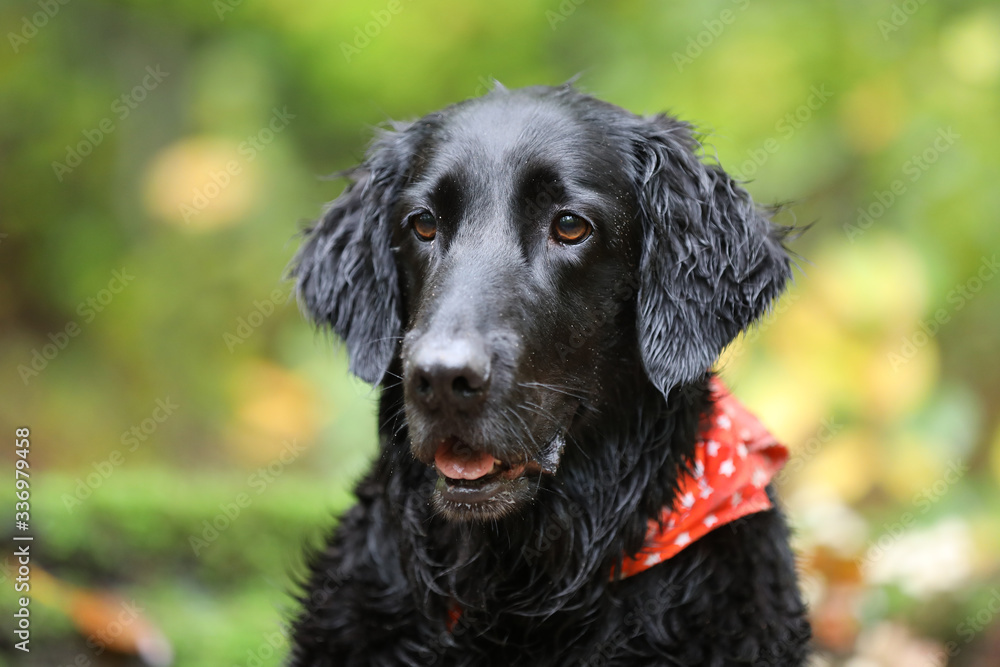 Portrait of Flat-coated Retriever with red scarf on blurred natural background