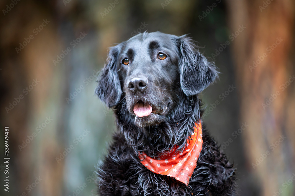 Portrait of Flat-coated Retriever with red scarf on blurred natural background
