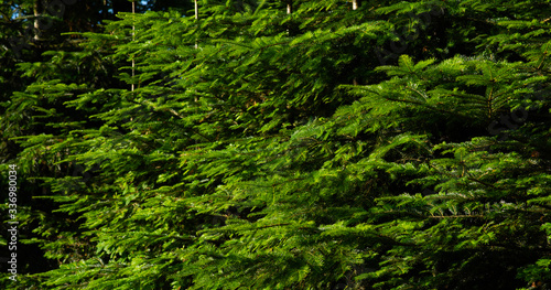 Green background of fir branches. Branch of coniferous tree with green needles. View with space for your text. Fir tree branches. Selective focus. Fluffy fir tree brunch close up.