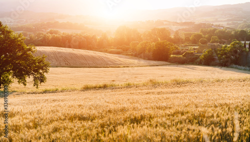 Wheat field. Ears of golden wheat. Beautiful nature sunset landscape. Rural scenery under shining sunlight. Background of ripening ears of wheat field. Rich harvest concept. © eskstock