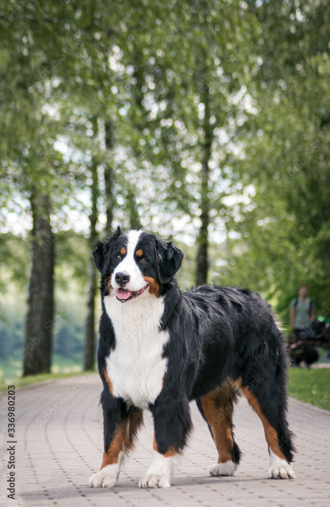 Bernese mountain dog portrait. beautiful dog in green park background