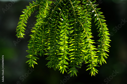 Huperzia squarrosa leaves