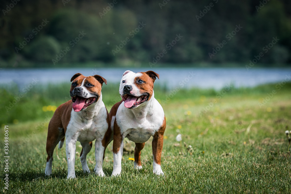 Staffordshire bull terrier dogs standing outise. Two amstaff dogs together posing