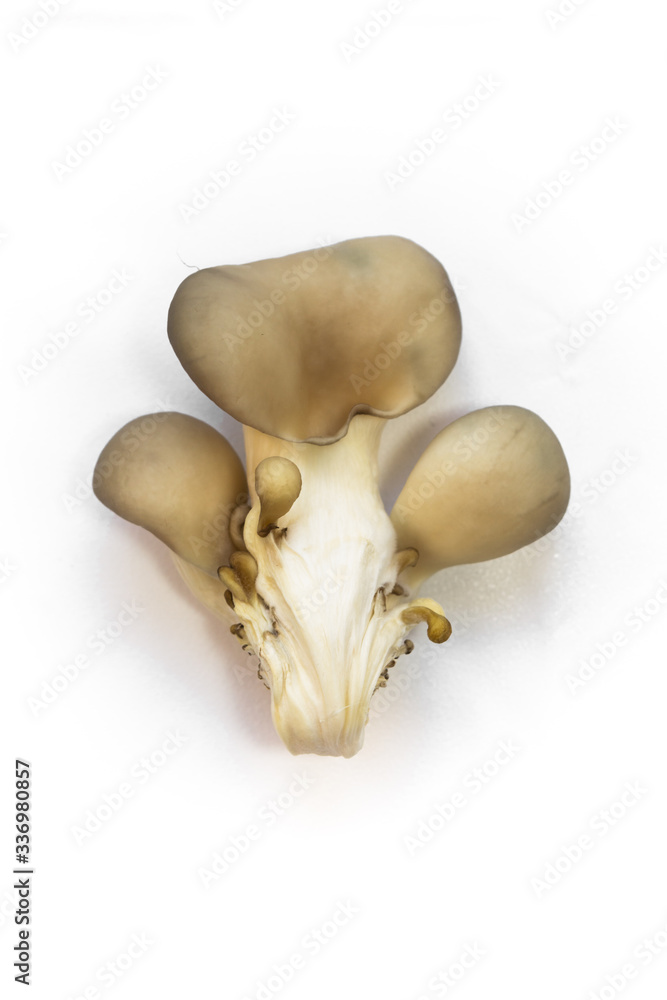 Fototapeta premium oyster mushrooms isolate on a white background a lot of cut