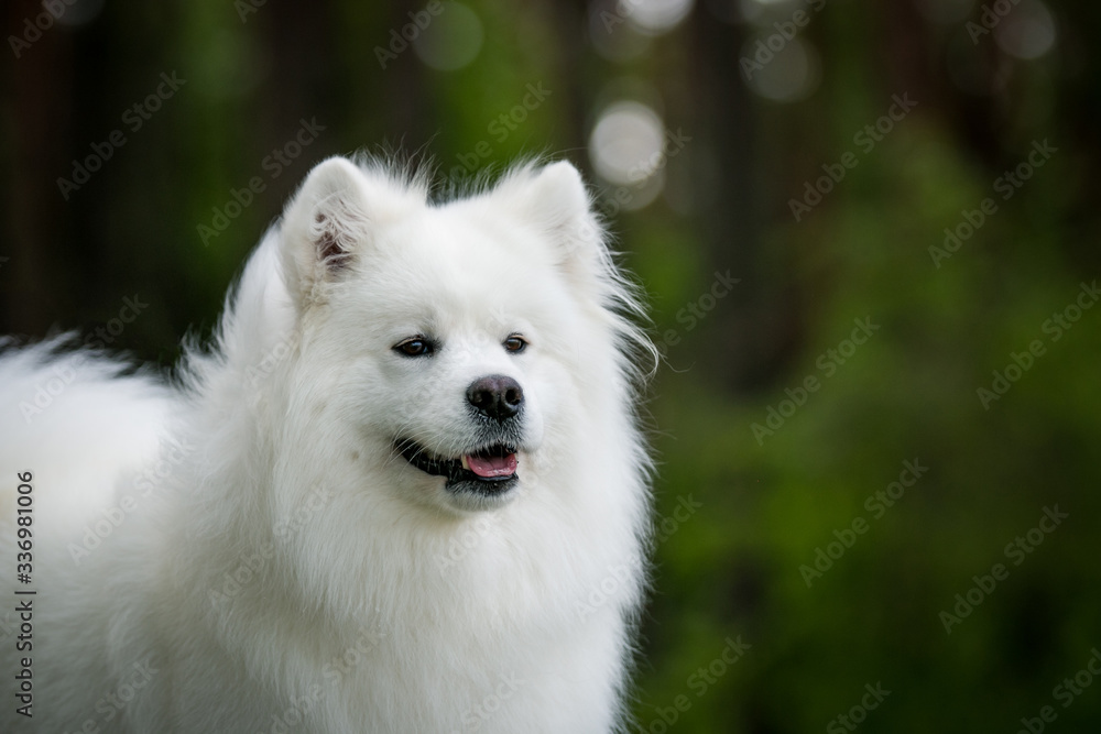 Samoyed dog posing in the beautiful park. Samoyed dog posing in the beautiful park.