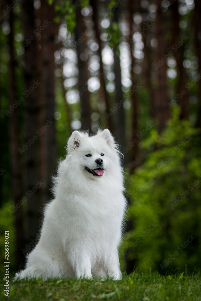 Samoyed dog posing in the beautiful park.