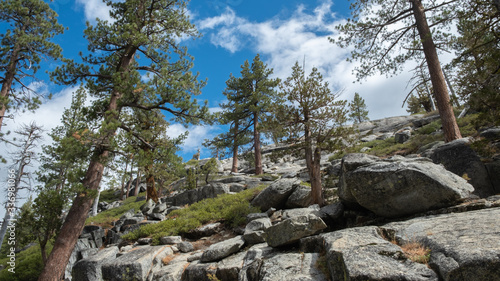 Pine trees and forest on a mountain at Yosemite national park