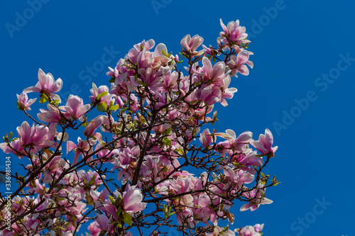Magnolia branch isolated spring flower blossom. Pink blooming tree elements design. Bloom flowers branch on white, vector magnolia tree blossom, pink petals, buds