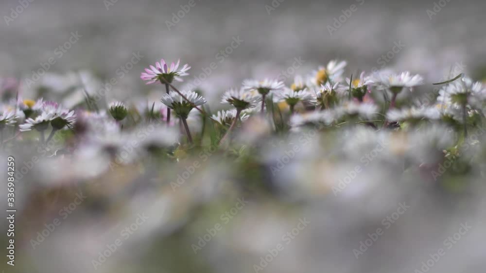 Primavera le margherite si aprono al sole Primavera le margherite si aprono al sole