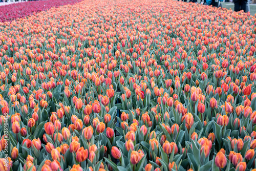 Photography Tulip flower field in Copenhagen, Denmark