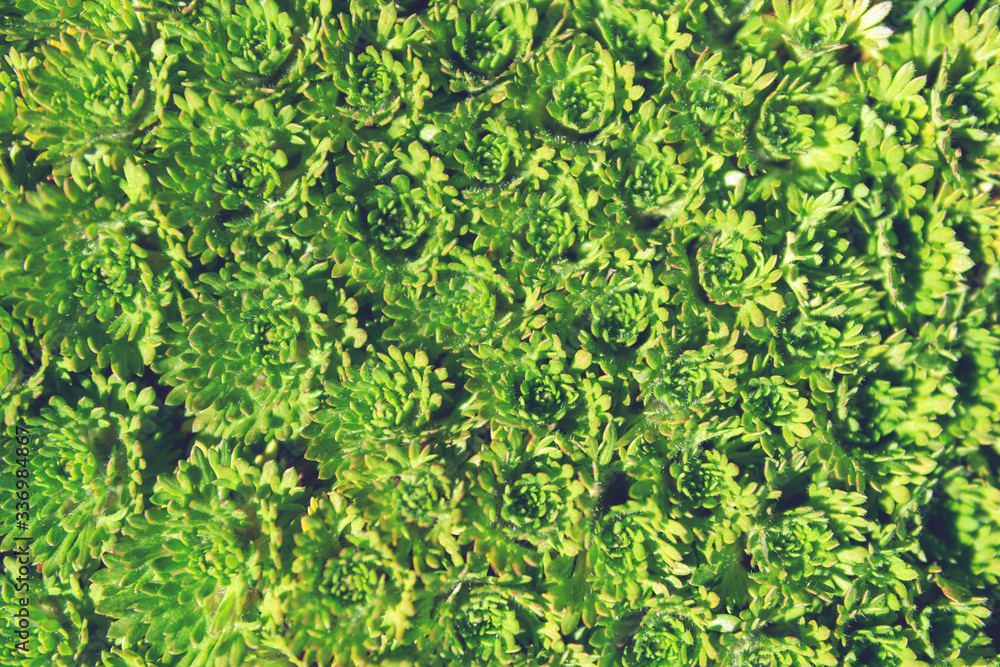 Pattern made of low growing light green color succulent plants. Sunny day, spring plant background. Top view. Garden grass wallpaper. Pattern made of low growing light green color succulent plants. Sunny day, spring plant background. Top view. Garden grass wallpaper.