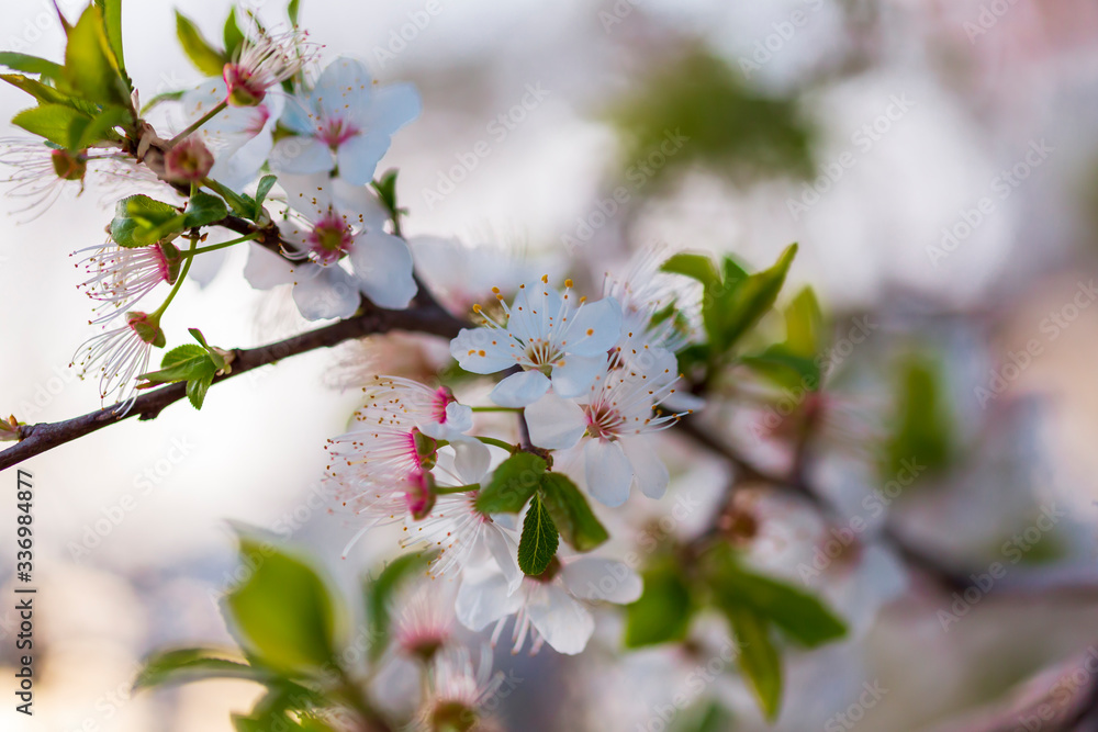 white Cherry blossoms against a blurred background. Spring blooming tree. close up