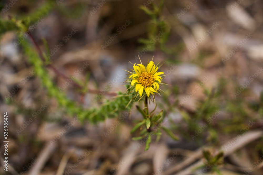 Closeup of a Daisy, small yellow prickly fynbos flower (Oedera capensis) Closeup of a Daisy, small yellow prickly fynbos flower (Oedera capensis)