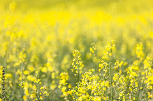 Field of yellow flowering oilseed rape