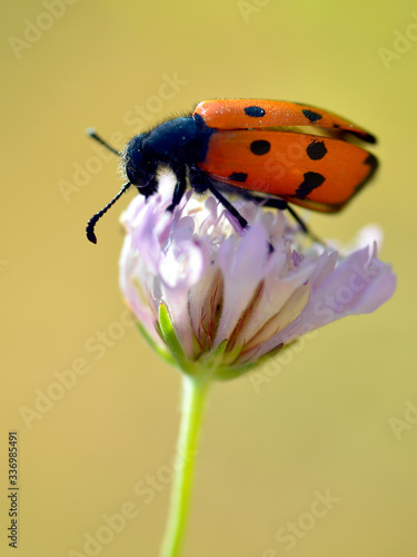 Macro of profile of beetle Mylabris quadripunctata on blue flower