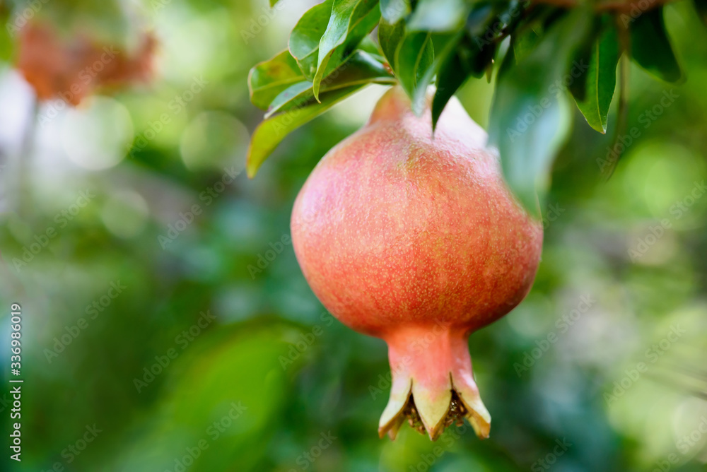 Ripe pomegranate on the branch. The foliage on the background. Ripe pomegranate on the branch. The foliage on the background.