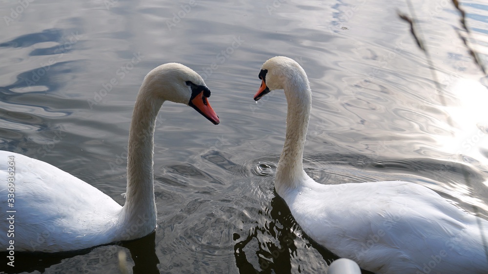 a pair of white swans swimming in a lake a pair of white swans swimming in a lake