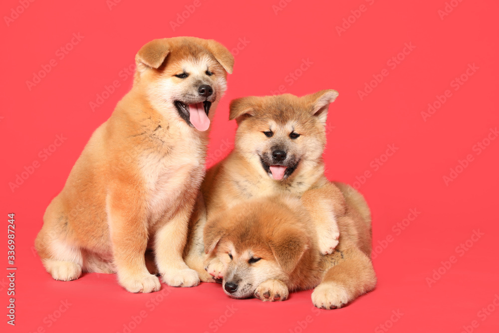 Cute Akita Inu puppies on red background. Baby animals Cute Akita Inu puppies on red background. Baby animals