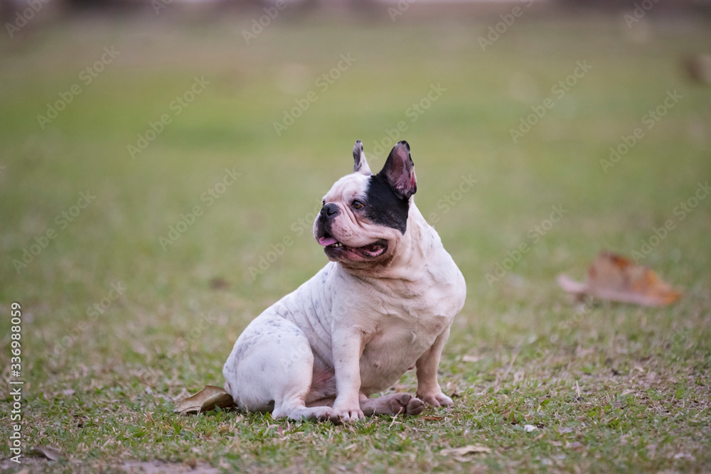 french bulldog on the grass in the park. Beautiful dog breed French Bulldog in autumn outdoor grass french bulldog on the grass in the park. Beautiful dog breed French Bulldog in autumn outdoor grass