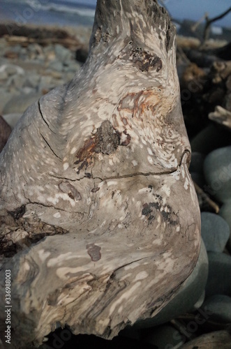Driftwood surface falling on the shore